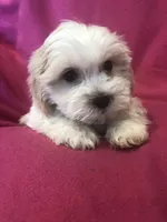 Maddie, a female Shichon for sale in Gurnee, IL – Photo 3 of 3