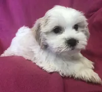 Maddie, a female Shichon for sale in Gurnee, IL – Photo 2 of 3