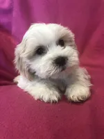 Maddie, a female Shichon for sale in Gurnee, IL – Photo 1 of 3