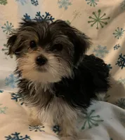 Myka, a male Yorkshire Terrier for sale in Gurnee, IL – Photo 3 of 3