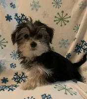 Myka, a male Yorkshire Terrier for sale in Gurnee, IL – Photo 2 of 3