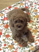 Rosa, a female Cavapoo for sale in Gurnee, IL – 4 of 4