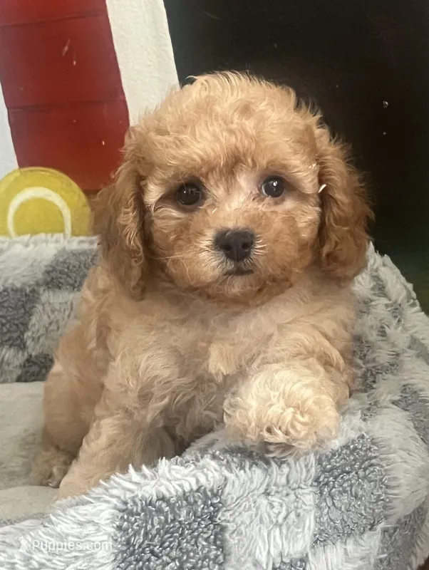 Kiki – Cavapoo puppy for sale in Gurnee, IL