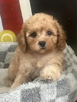 Kiki, a female Cavapoo for sale in Gurnee, IL – 1 of 3