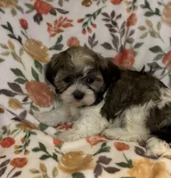 Maya, a female Havanese and Shih Tzu for sale in Gurnee, IL – 3 of 4
