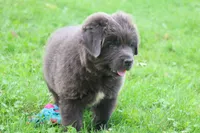 Montoya, a male Newfoundland for sale in Sugarcreek, OH – 7 of 9