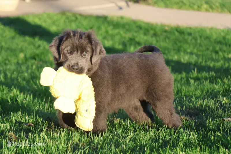 Tina – Newfoundland puppy for sale in Sugarcreek, OH