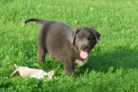 Tina, a female Newfoundland for sale in Sugarcreek, OH – 3 of 8