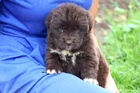 Talia, a female Newfoundland for sale in Sugarcreek, OH – 8 of 9