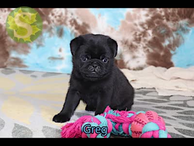 Greg, a male Pug for sale in Sugarcreek, OH – 7 of 7