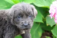 Silvia, a female Newfoundland for sale in Sugarcreek, OH – 7 of 7