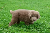 Bianca, a female Newfoundland for sale in Sugarcreek, OH – 7 of 10