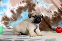 Carlos, a male Pug for sale in Sugarcreek, OH – 8 of 8