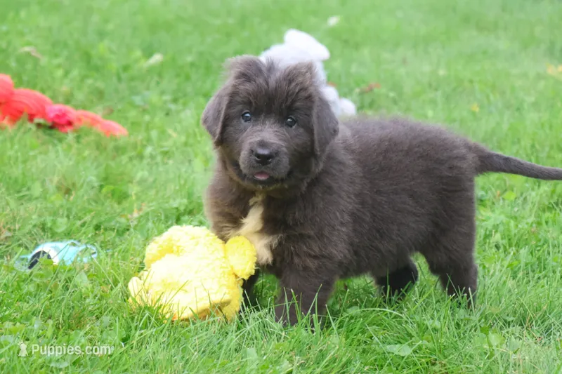 Ulyssa – Newfoundland puppy for sale in Sugarcreek, OH
