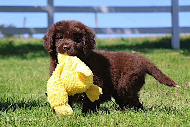 Talia – Newfoundland puppy for sale in Sugarcreek, OH