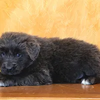 Valentine Sale Yoni, a male Newfoundland for sale in Sugarcreek, OH – Photo 3 of 8