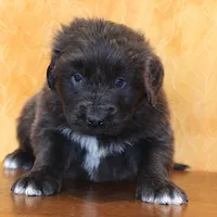 Valentine Sale Yoni, a male Newfoundland for sale in Sugarcreek, OH – Photo 1 of 8