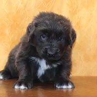 Valentine Sale Yoni, a male Newfoundland for sale in Sugarcreek, OH – Photo 6 of 8