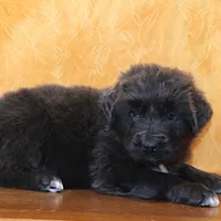 Valentine Sale Yoni, a male Newfoundland for sale in Sugarcreek, OH – Photo 4 of 8