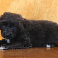 Valentine Sale Yoni, a male Newfoundland for sale in Sugarcreek, OH – Photo 5 of 8