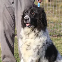 Valentine Sale Yoni, a male Newfoundland for sale in Sugarcreek, OH – Photo 7 of 8