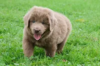Bianca, a female Newfoundland for sale in Sugarcreek, OH – 10 of 10