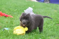 Ulyssa, a female Newfoundland for sale in Sugarcreek, OH – 2 of 7
