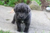 Silvia, a female Newfoundland for sale in Sugarcreek, OH – 4 of 7