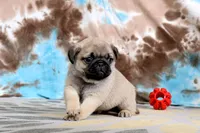 Carlos, a male Pug for sale in Sugarcreek, OH – 3 of 8
