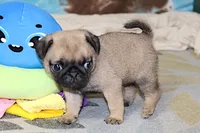 Sierra, a female Pug for sale in Sugarcreek, OH – 3 of 6