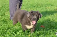 Tina, a female Newfoundland for sale in Sugarcreek, OH – 4 of 8