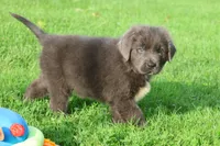 Durango, a female Newfoundland for sale in Sugarcreek, OH – 4 of 9