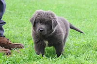 Montoya, a male Newfoundland for sale in Sugarcreek, OH – 2 of 9