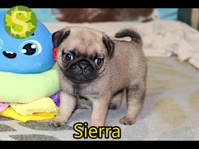 Sierra, a female Pug for sale in Sugarcreek, OH – 6 of 6
