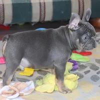 OFA Poncho , a male French Bulldog for sale in Sugarcreek, OH – Photo 7 of 9