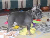 OFA Poncho , a male French Bulldog for sale in Sugarcreek, OH – Photo 7 of 9