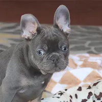 OFA Poncho , a male French Bulldog for sale in Sugarcreek, OH – Photo 1 of 9