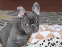 OFA Poncho , a male French Bulldog for sale in Sugarcreek, OH – Photo 1 of 9