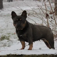 OFA Poncho , a male French Bulldog for sale in Sugarcreek, OH – Photo 4 of 9