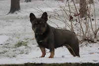 OFA Poncho , a male French Bulldog for sale in Sugarcreek, OH – Photo 4 of 9