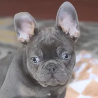 OFA Poncho , a male French Bulldog for sale in Sugarcreek, OH – Photo 6 of 9