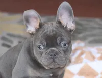 OFA Poncho , a male French Bulldog for sale in Sugarcreek, OH – Photo 6 of 9