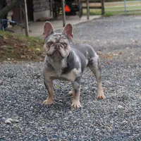 OFA Poncho , a male French Bulldog for sale in Sugarcreek, OH – Photo 5 of 9
