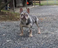 OFA Poncho , a male French Bulldog for sale in Sugarcreek, OH – Photo 5 of 9