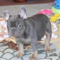 OFA Poncho , a male French Bulldog for sale in Sugarcreek, OH – Photo 3 of 9