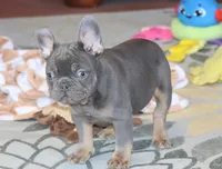 OFA Poncho , a male French Bulldog for sale in Sugarcreek, OH – Photo 3 of 9