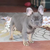 OFA Poncho , a male French Bulldog for sale in Sugarcreek, OH – Photo 8 of 9