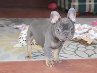 OFA Poncho , a male French Bulldog for sale in Sugarcreek, OH – Photo 8 of 9