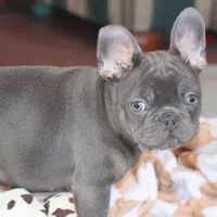 OFA Poncho , a male French Bulldog for sale in Sugarcreek, OH – Photo 9 of 9