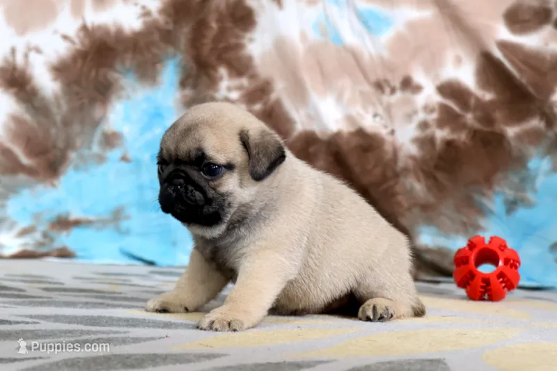 Carlos – Pug puppy for sale in Sugarcreek, OH